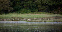 Crac'h river © Philip Plisson / Plisson La Trinité / AA26542 - Photo Galleries - Marshland bird