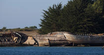 Epaves de thonier à Plouhinec © Philip Plisson / Plisson La Trinité / AA26612 - Nos reportages photos - Cimetière marin