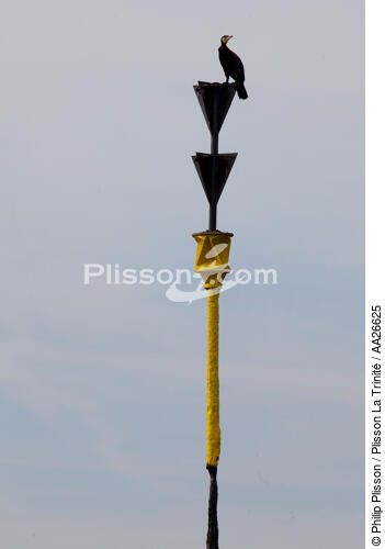 Cardinale sud dans le Golfe du Morbihan - © Philip Plisson / Plisson La Trinité / AA26625 - Nos reportages photos - Cardinale