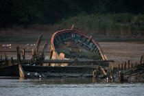 Wreck on the Blavet. © Philip Plisson / Plisson La Trinité / AA26683 - Photo Galleries - Boat graveyard