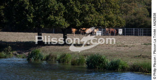 La Vilaine river - © Philip Plisson / Plisson La Trinité / AA26838 - Photo Galleries - Cow