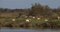 The Loire river © Philip Plisson / Plisson La Trinité / AA26923 - Photo Galleries - Animal breeding