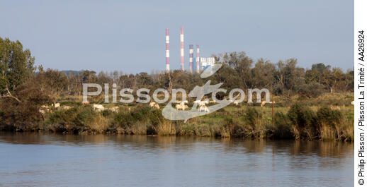 The Loire river - © Philip Plisson / Plisson La Trinité / AA26924 - Photo Galleries - Cow