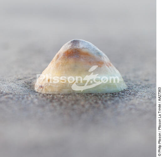 Shell - © Philip Plisson / Plisson La Trinité / AA27363 - Photo Galleries - Sea decoration