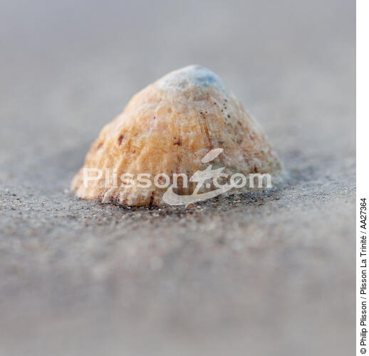 Coquillage - © Philip Plisson / Plisson La Trinité / AA27364 - Nos reportages photos - Format carré