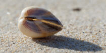 Shell © Philip Plisson / Plisson La Trinité / AA27365 - Photo Galleries - Mollusk