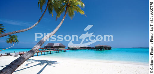 The Maldives - © Guillaume Plisson / Plisson La Trinité / AA27375 - Photo Galleries - Tree