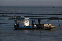 Oyster farming in Charente Maritime [AT] © Philip Plisson / Plisson La Trinité / AA27704 - Photo Galleries - Oyster bed