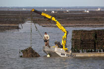 Oyster farming in Charente Maritime [AT] © Philip Plisson / Plisson La Trinité / AA27709 - Photo Galleries - From Ré island to La Coubre Point