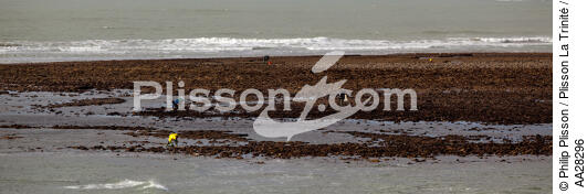 La-Tranche-sur-mer - © Philip Plisson / Plisson La Trinité / AA28296 - Nos reportages photos - Pêche à pied
