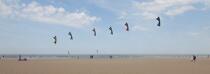 International Meetings of kites in Berck sur Mer [AT] © Philip Plisson / Plisson La Trinité / AA28691 - Photo Galleries - Kite