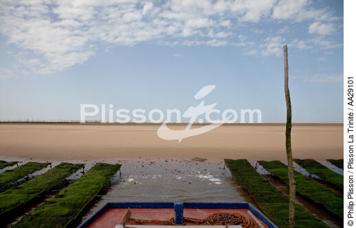 The Arguin sand banc - © Philip Plisson / Plisson La Trinité / AA29101 - Photo Galleries - Arguin Sand Bank [The]