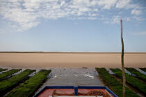 The Arguin sand banc © Philip Plisson / Plisson La Trinité / AA29101 - Photo Galleries - Oyster farming