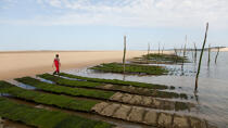 The Arguin sand banc © Philip Plisson / Plisson La Trinité / AA29103 - Photo Galleries - Oyster farming