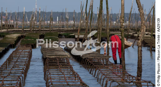 Bassin d'Arcachon - © Philip Plisson / Plisson La Trinité / AA29139 - Nos reportages photos - Ostréiculteur