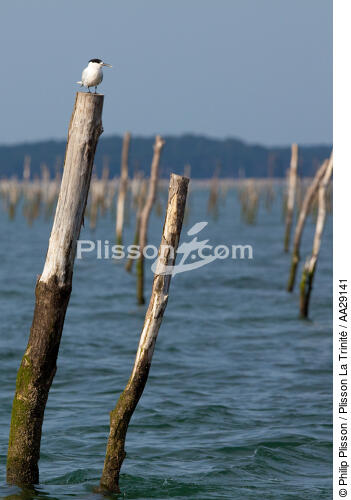 Bassin d'Arcachon - © Philip Plisson / Plisson La Trinité / AA29141 - Nos reportages photos - Philip Plisson