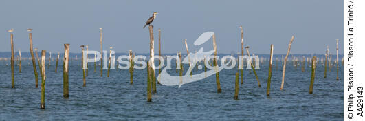 Bassin d'Arcachon - © Philip Plisson / Plisson La Trinité / AA29143 - Nos reportages photos - Ostréiculture