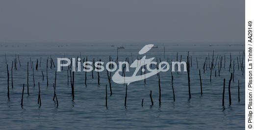 Basin of arcachon - © Philip Plisson / Plisson La Trinité / AA29149 - Photo Galleries - Oyster farming