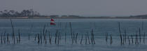 Bassin d'Arcachon © Philip Plisson / Plisson La Trinité / AA29151 - Nos reportages photos - Oiseaux [Ile aux]