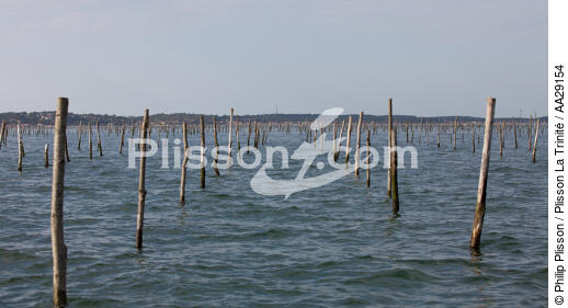 Bassin d'Arcachon - © Philip Plisson / Plisson La Trinité / AA29154 - Nos reportages photos - De Soulac à Capbreton