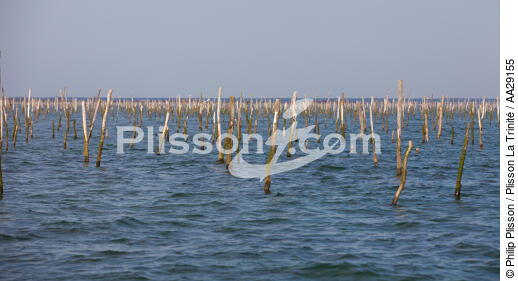 Basin of arcachon - © Philip Plisson / Plisson La Trinité / AA29155 - Photo Galleries - Oyster farming