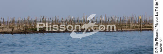 Basin of arcachon - © Philip Plisson / Plisson La Trinité / AA29163 - Photo Galleries - Oyster farming