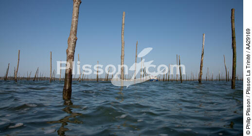 Bassin d'Arcachon - © Philip Plisson / Plisson La Trinité / AA29169 - Nos reportages photos - Ostréiculture