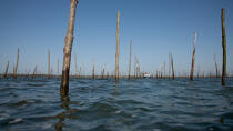 Bassin d'Arcachon © Philip Plisson / Plisson La Trinité / AA29169 - Nos reportages photos - Type vue