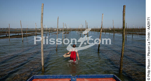 Bassin d'Arcachon - © Philip Plisson / Plisson La Trinité / AA29171 - Nos reportages photos - De Soulac à Capbreton