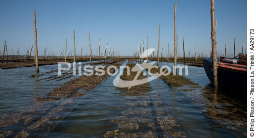 Basin of arcachon - © Philip Plisson / Plisson La Trinité / AA29173 - Photo Galleries - Oyster farming