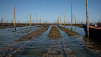 Basin of arcachon © Philip Plisson / Plisson La Trinité / AA29173 - Photo Galleries - Oyster farming
