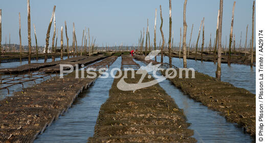Bassin d'Arcachon - © Philip Plisson / Plisson La Trinité / AA29174 - Nos reportages photos - Ostréiculture