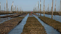 Basin of arcachon © Philip Plisson / Plisson La Trinité / AA29174 - Photo Galleries - Oyster farming