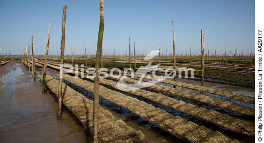 Basin of arcachon - © Philip Plisson / Plisson La Trinité / AA29177 - Photo Galleries - Oyster farming