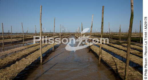 Basin of arcachon - © Philip Plisson / Plisson La Trinité / AA29178 - Photo Galleries - Oyster farming