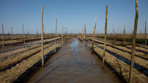 Basin of arcachon © Philip Plisson / Plisson La Trinité / AA29178 - Photo Galleries - Oyster farming