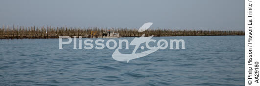 Bassin d'Arcachon - © Philip Plisson / Plisson La Trinité / AA29180 - Nos reportages photos - Ostréiculture