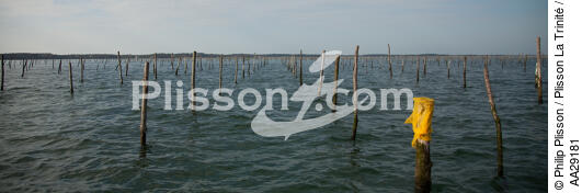 Bassin d'Arcachon - © Philip Plisson / Plisson La Trinité / AA29181 - Nos reportages photos - Ostréiculture