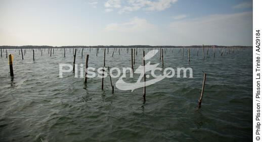Bassin d'Arcachon - © Philip Plisson / Plisson La Trinité / AA29184 - Nos reportages photos - Ostréiculture