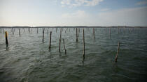Bassin d'Arcachon © Philip Plisson / Plisson La Trinité / AA29184 - Nos reportages photos - Conchyliculture
