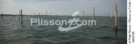 Bassin d'Arcachon - © Philip Plisson / Plisson La Trinité / AA29185 - Nos reportages photos - Ostréiculture