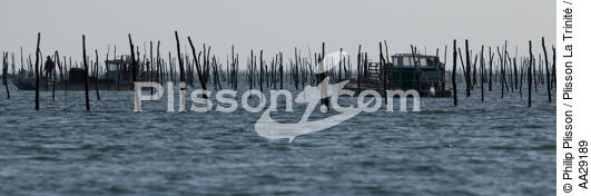 Bassin d'Arcachon - © Philip Plisson / Plisson La Trinité / AA29189 - Nos reportages photos - De Soulac à Capbreton