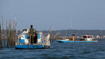 Basin of arcachon © Philip Plisson / Plisson La Trinité / AA29192 - Photo Galleries - Lighter used by oyster farmers