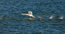 The swan tak off © Philip Plisson / Plisson La Trinité / AA29522 - Photo Galleries - Author