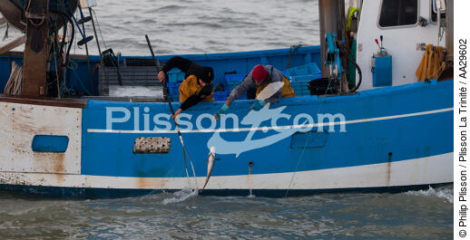 Pêche au Maigre dans l'estuaire de la Gironde - © Philip Plisson / Plisson La Trinité / AA29602 - Nos reportages photos - De Royan à Bordeaux