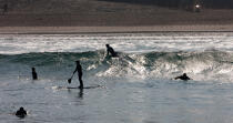 Stand up Paddle © Philip Plisson / Plisson La Trinité / AA29629 - Nos reportages photos - Surf