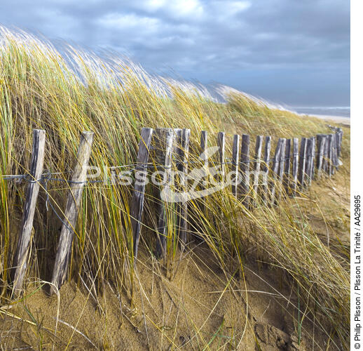 Edge of dune - © Philip Plisson / Plisson La Trinité / AA29695 - Photo Galleries - Sea decoration