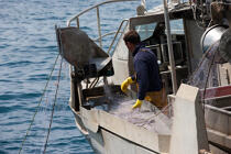 Pêcheurs du Cap Ferret © Philip Plisson / Plisson La Trinité / AA29712 - Nos reportages photos - Bateau de pêche