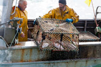 Caseyeur en pêche à la seiche © Philip Plisson / Plisson La Trinité / AA29830 - Nos reportages photos - Pêcheur