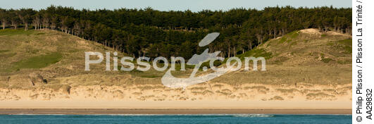 Massif dunaire à Hattainville - © Philip Plisson / Plisson La Trinité / AA29832 - Nos reportages photos - Normandie